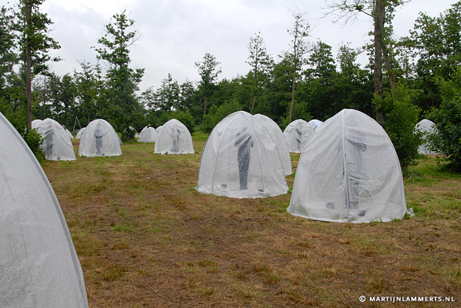 Oerol / Geroezemoes in d'Oaze