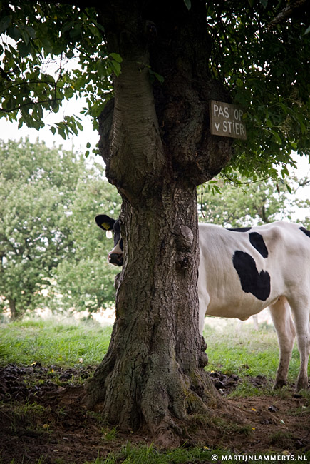 Pas op voor de stier