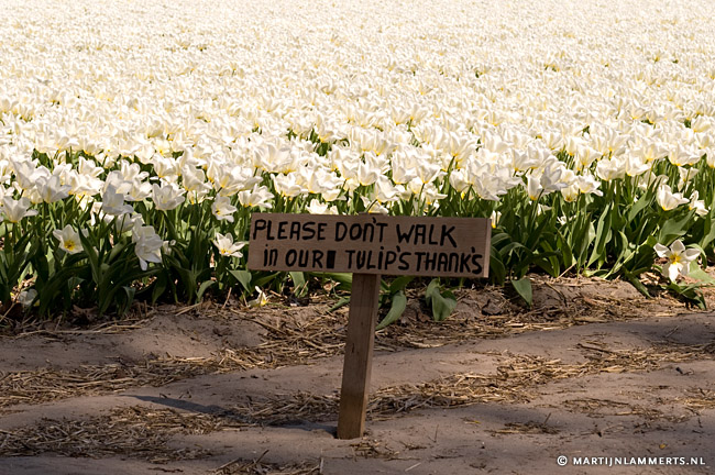 Please don't walk in our tulip's